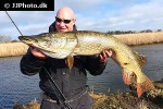 esox lucius esox lucius