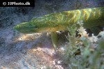 esox lucius esox lucius