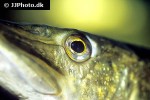 esox lucius esox lucius
