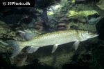 esox lucius esox lucius