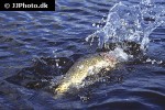 esox lucius esox lucius