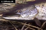 esox reichertii esox reichertii