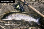 esox reichertii esox reichertii