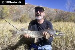 esox reichertii esox reichertii
