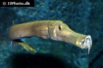 aulostomus chinensis