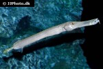 aulostomus chinensis