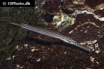 aulostomus chinensis