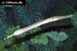 aulostomus chinensis