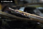 doryichthys boaja