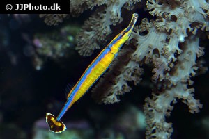 Pipefish