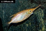 macroramphosus scolopax