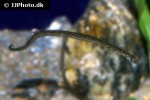 nerophis ophidion nerophis ophidion