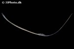 nerophis ophidion nerophis ophidion