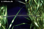 nerophis ophidion nerophis ophidion