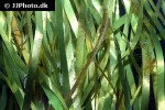 nerophis ophidion nerophis ophidion