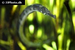 syngnathus acus syngnathus acus