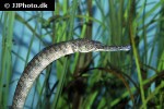 syngnathus acus syngnathus acus