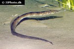 syngnathus acus syngnathus acus