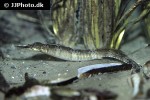 syngnathus acus syngnathus acus