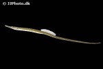 syngnathus rostellatus syngnathus rostellatus