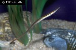 syngnathus rostellatus syngnathus rostellatus