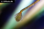 syngnathus rostellatus syngnathus rostellatus