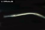 syngnathus typhle syngnathus typhle