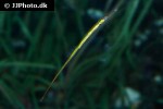 syngnathus typhle syngnathus typhle