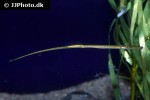 syngnathus typhle syngnathus typhle