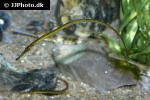 syngnathus typhle syngnathus typhle