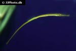 syngnathus typhle syngnathus typhle