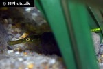 syngnathus typhle syngnathus typhle