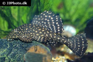 Plecos