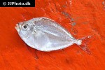 equulites leuciscus equulites leuciscus