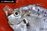 equulites leuciscus equulites leuciscus
