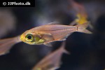 parapriacanthus ransonneti parapriacanthus ransonneti