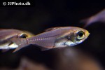 parapriacanthus ransonneti parapriacanthus ransonneti
