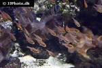 parapriacanthus ransonneti parapriacanthus ransonneti