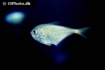 pempheris oualensis pempheris oualensis