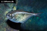 pempheris schomburgki pempheris schomburgki