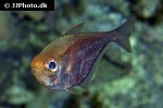 pempheris schomburgki pempheris schomburgki