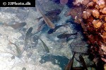 pempheris vanicolensis pempheris vanicolensis