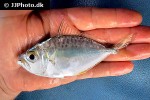photopectoralis bindus photopectoralis bindus