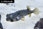 chilomycterus schoepfii chilomycterus schoepfii