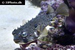 chilomycterus schoepfii chilomycterus schoepfii