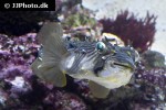 chilomycterus schoepfii chilomycterus schoepfii