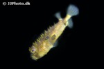 chilomycterus schoepfii chilomycterus schoepfii