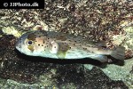 diodon holocanthus diodon holocanthus