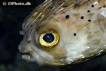 diodon holocanthus diodon holocanthus