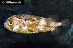 diodon holocanthus diodon holocanthus